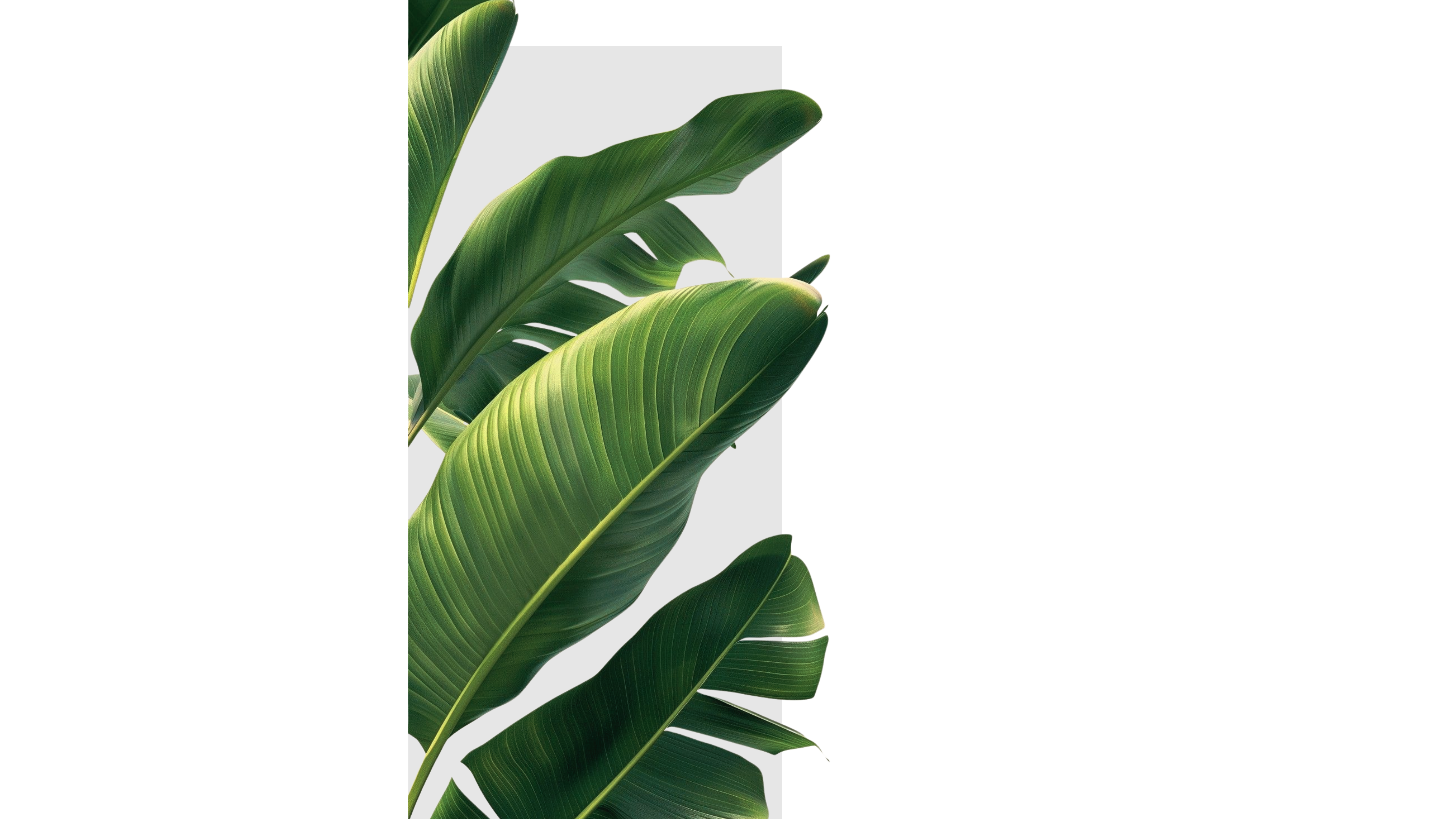 About HK ECO